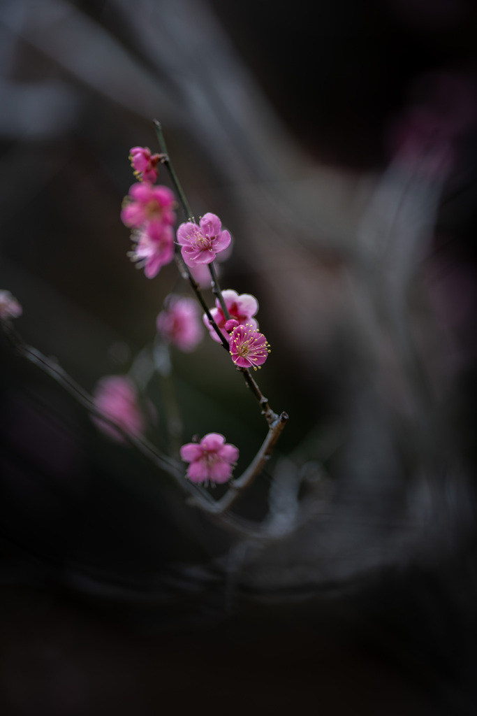 梅