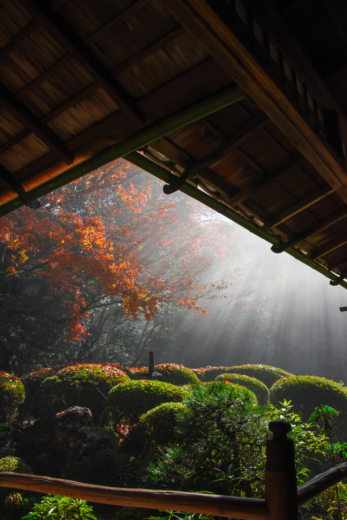 紅葉鑑賞