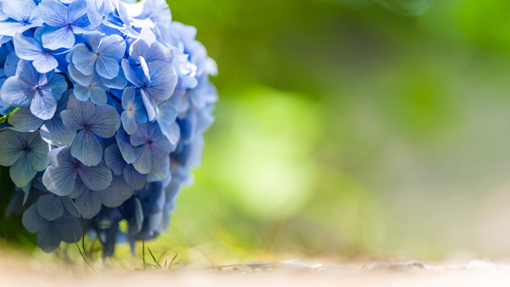 紫陽花