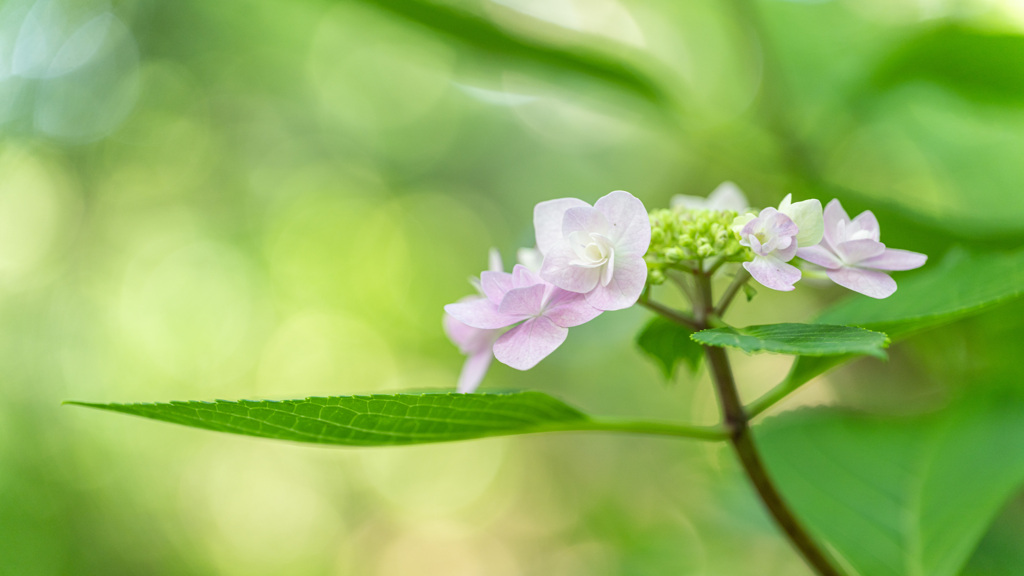 紫陽花