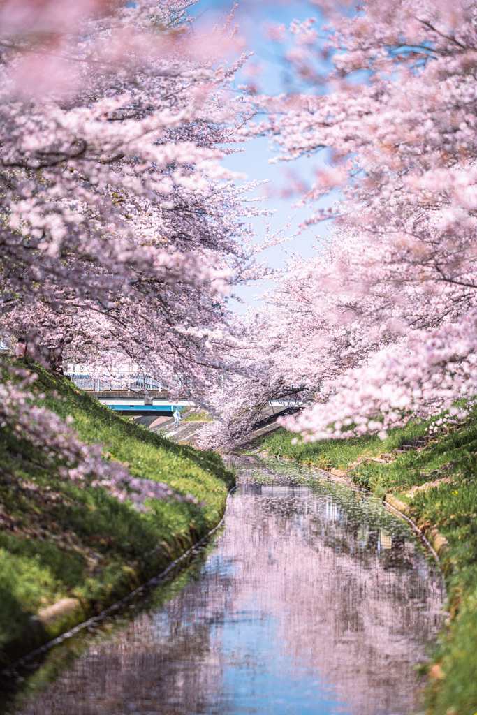 桜