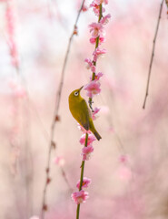 梅