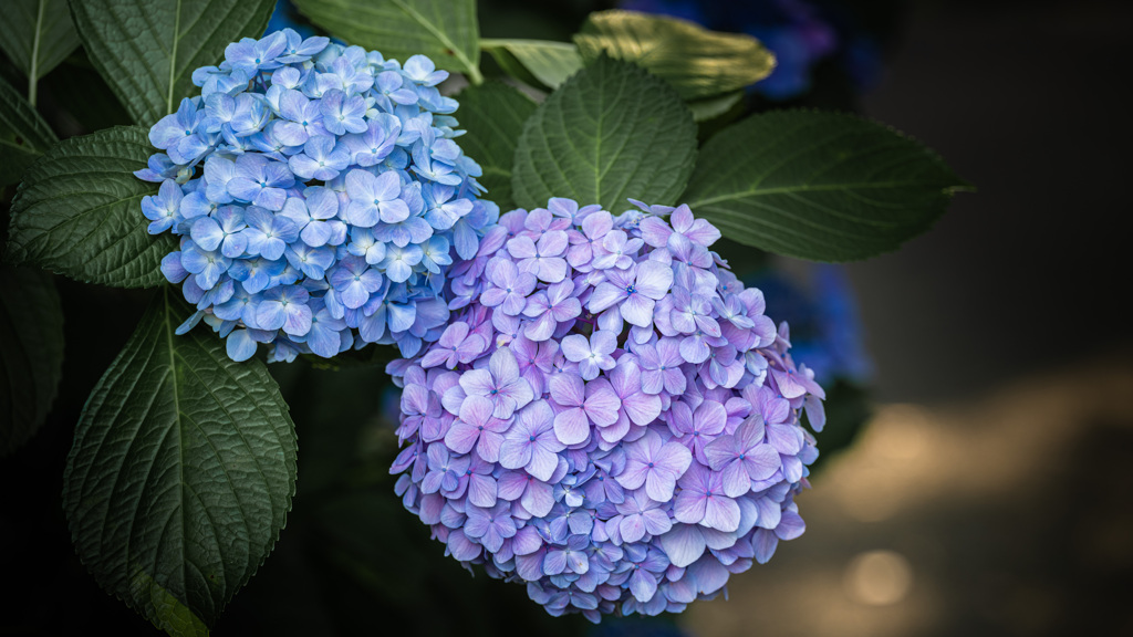 紫陽花