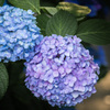 紫陽花