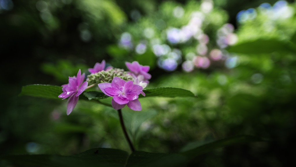 紫陽花