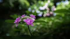 紫陽花
