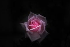 薔薇