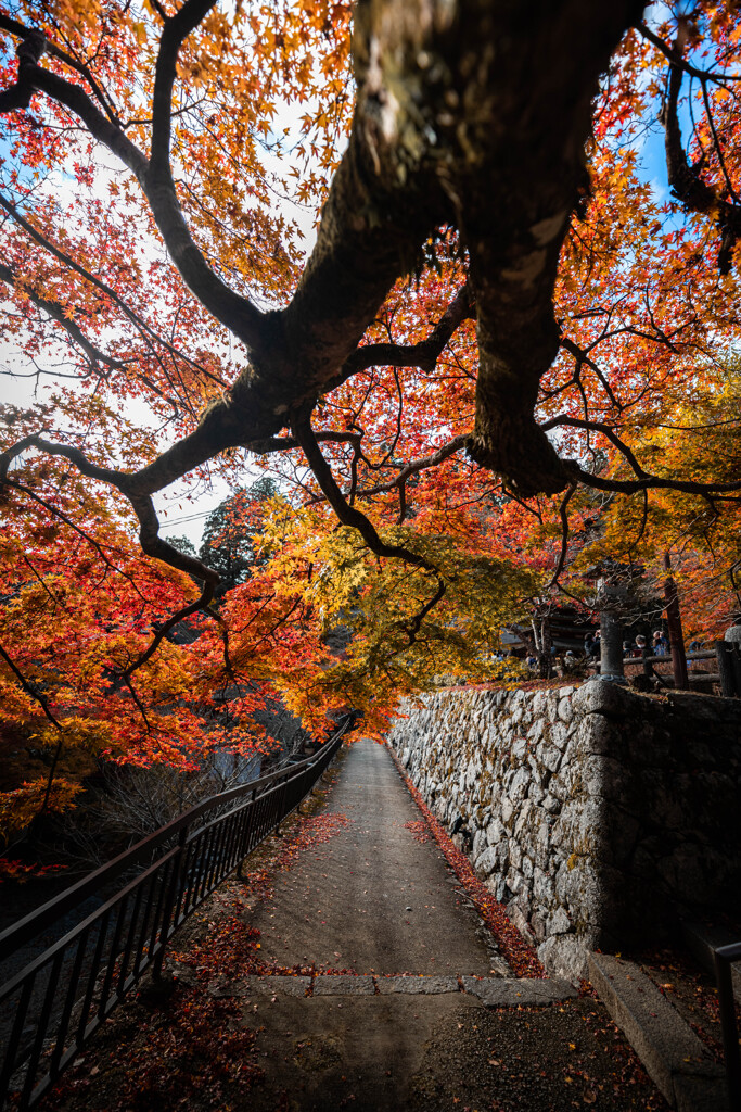 紅葉