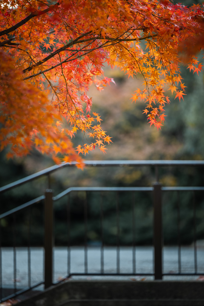 紅葉