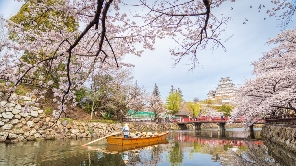 桜