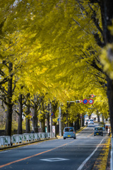 銀杏のトンネル