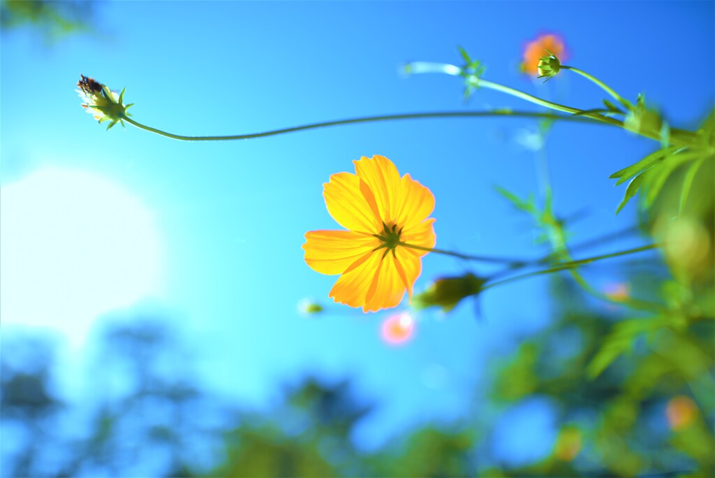 花