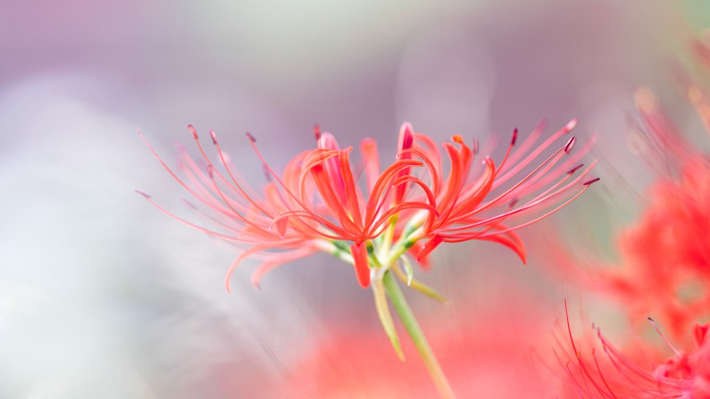 彼岸花
