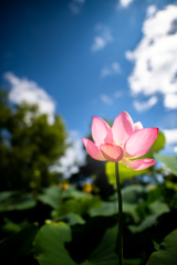 蓮の花