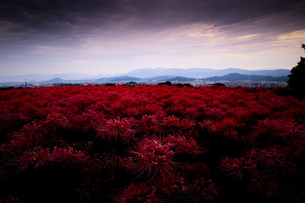 彼岸花