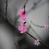 梅