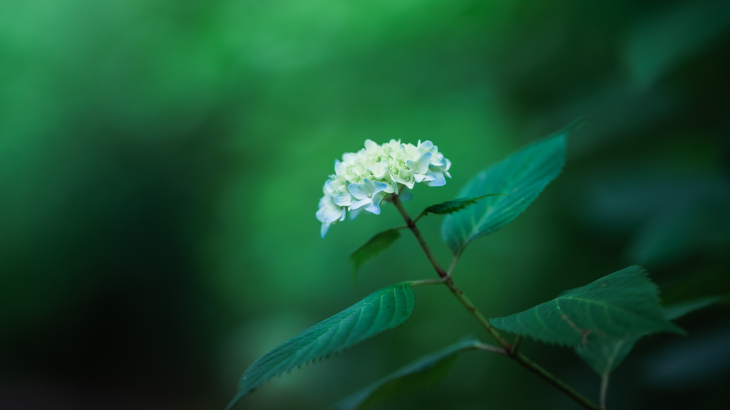紫陽花