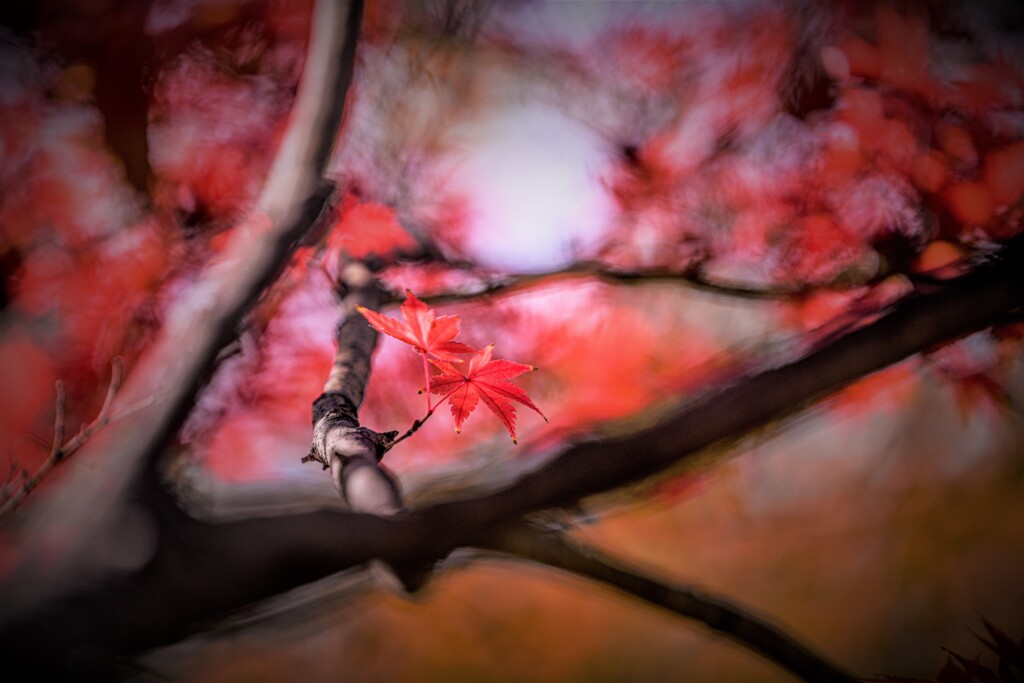 紅葉
