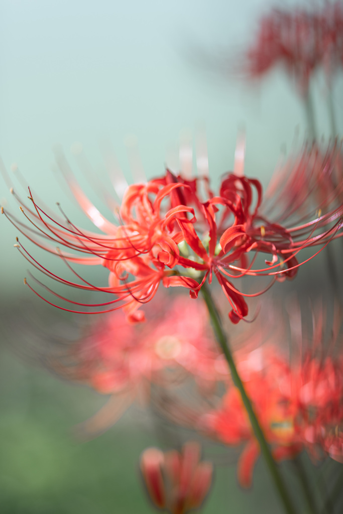 彼岸花