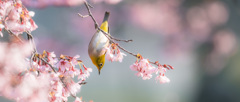 春が来た