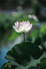 蓮