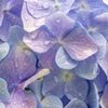 雨上がりの紫陽花
