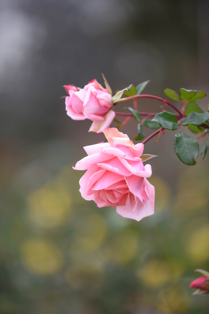 薔薇