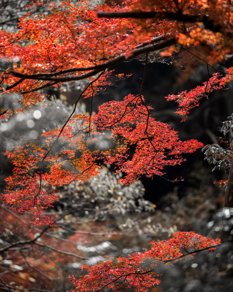 紅葉