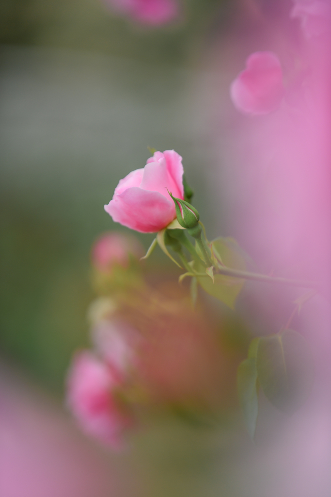 薔薇