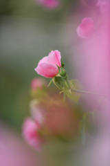 薔薇