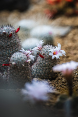 植物園の花