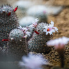 植物園の花