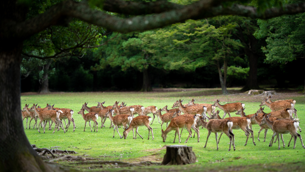 奈良公園散歩