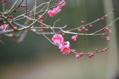 梅