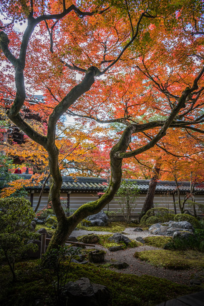 紅葉