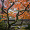 紅葉