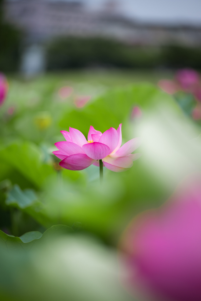 蓮