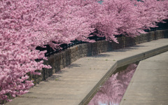河津桜