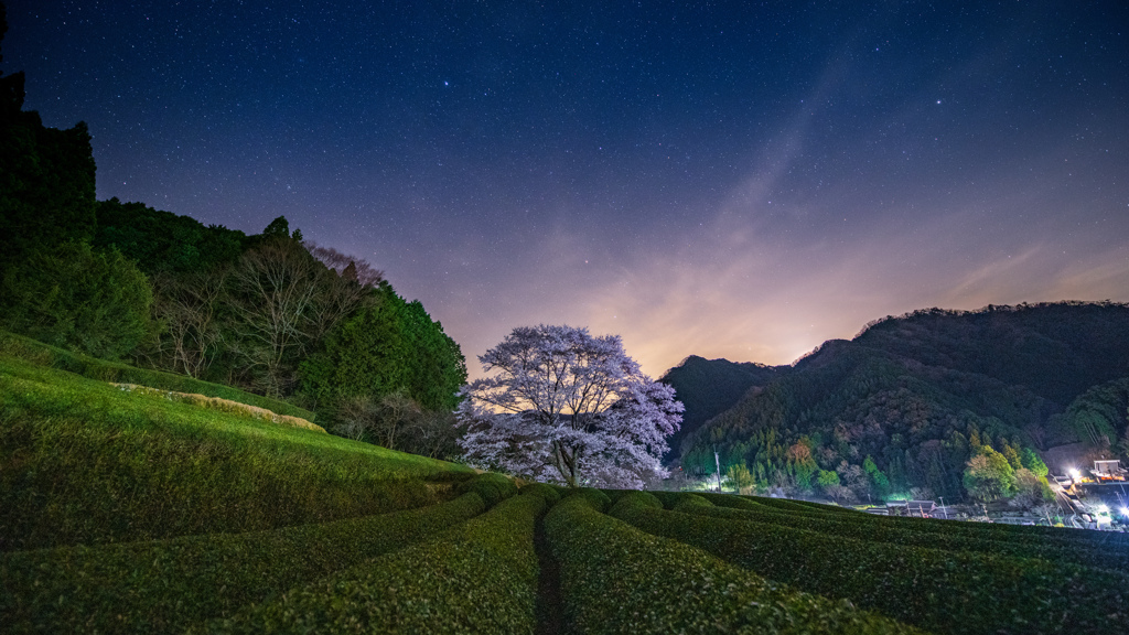 薄墨桜と茶畑