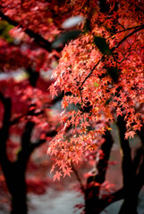 紅葉
