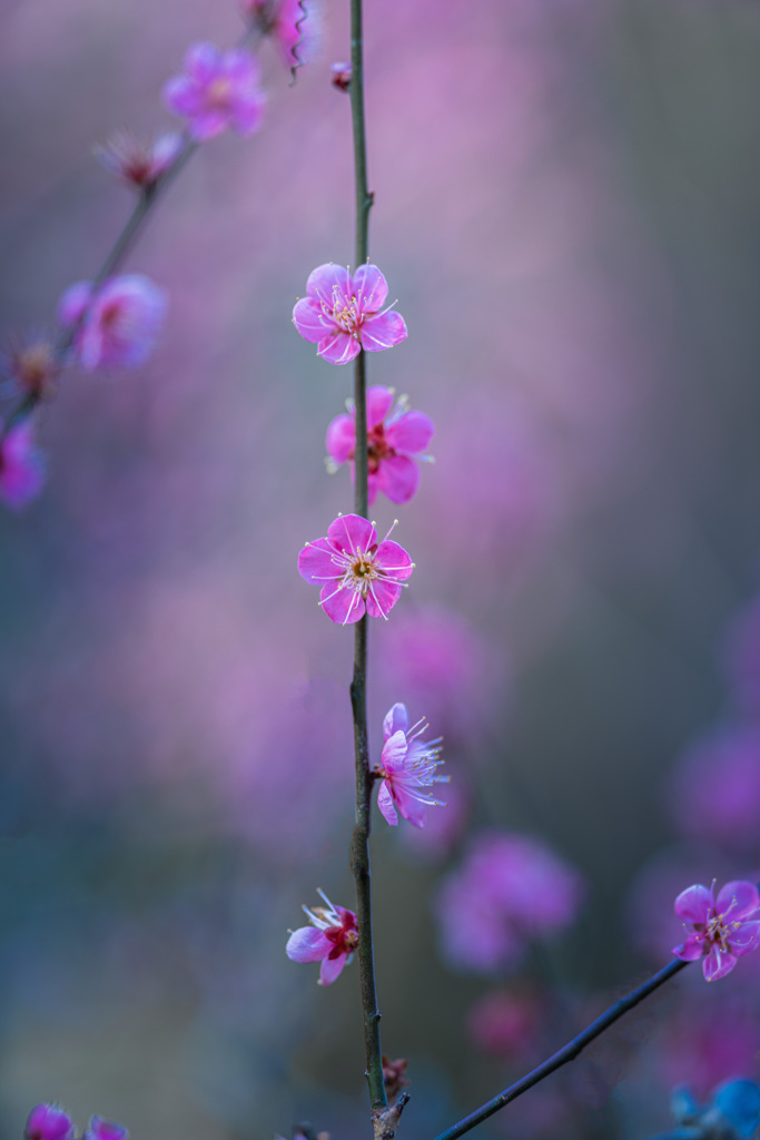 梅