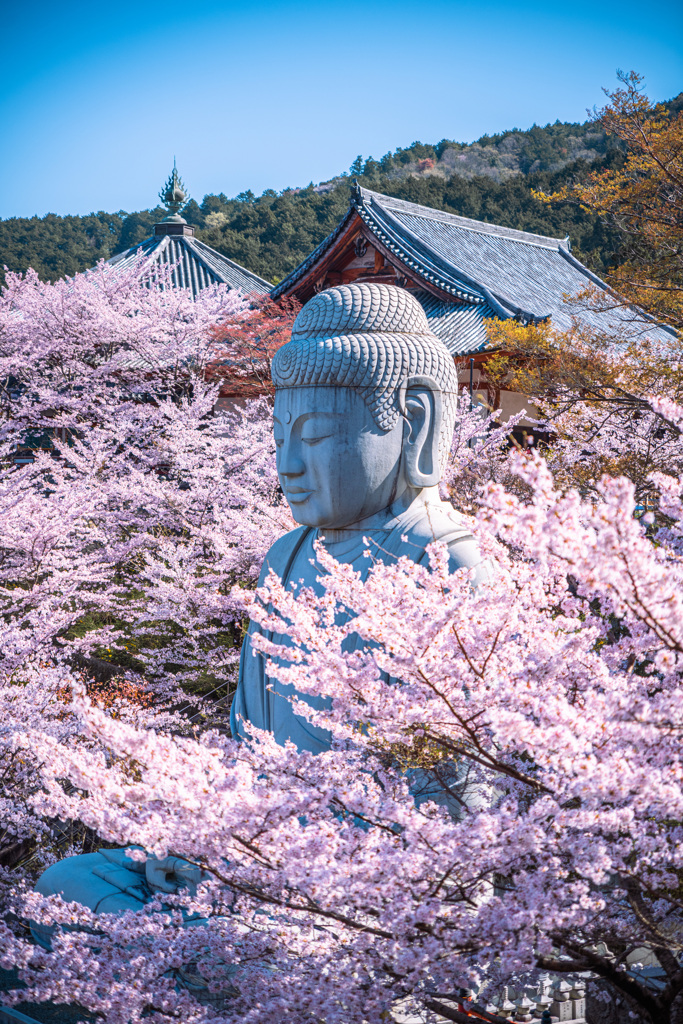 桜と大仏