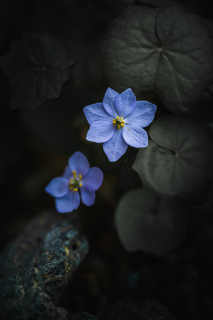 植物園の花