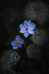 植物園の花