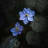 植物園の花