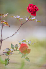 薔薇