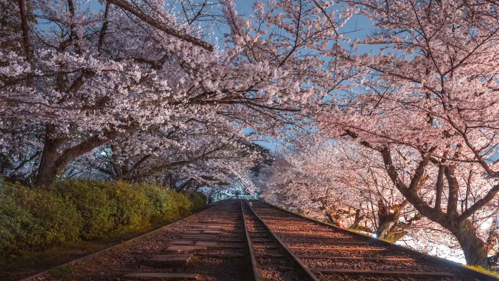 桜トンネル