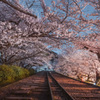 桜トンネル