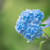季節の花
