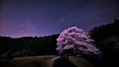 星降る夜に輝く薄墨桜
